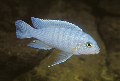 Maylandia nkhunguensis 'Minos Reef'